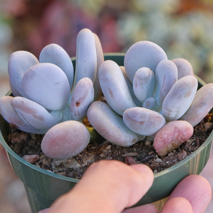 Pachyphytum oviferum Succulent Plant