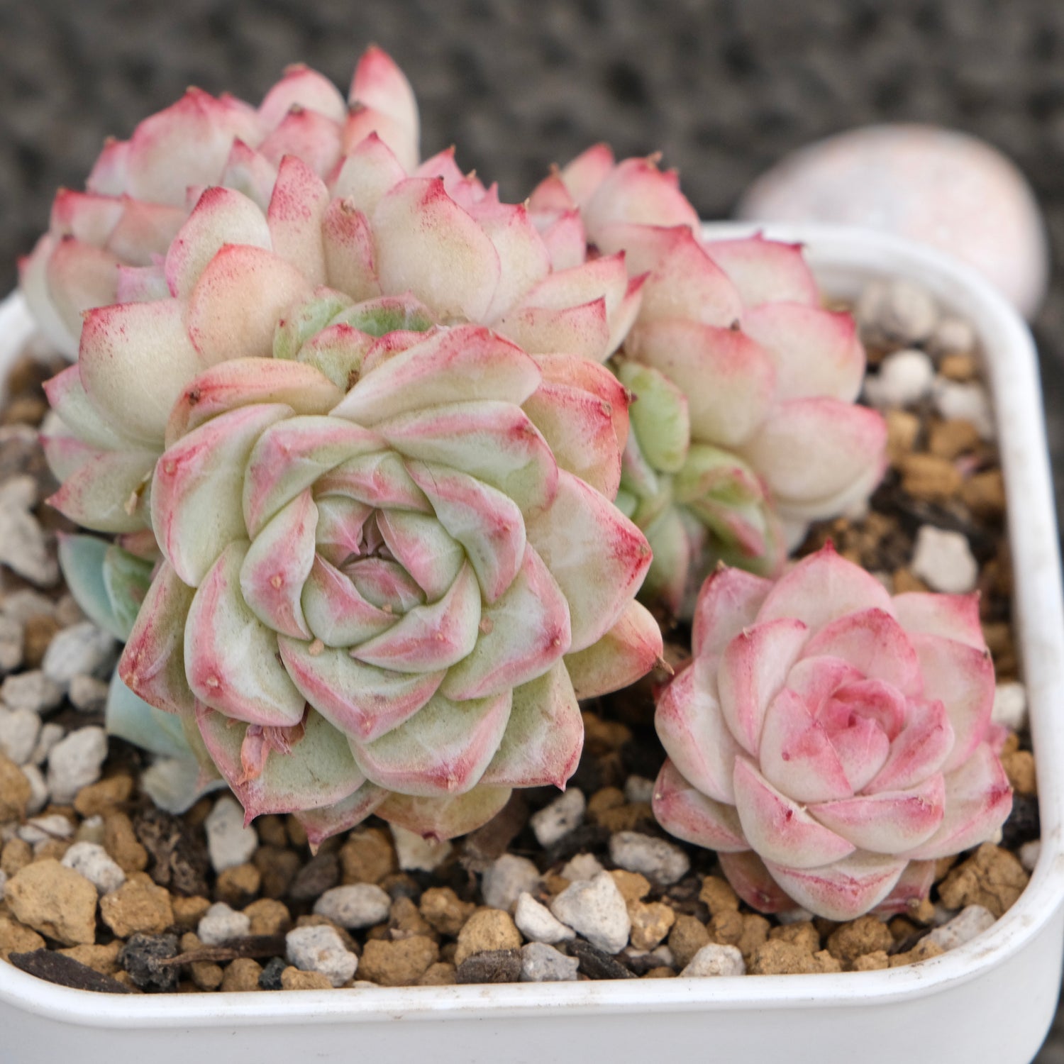 Echeveria Queen&