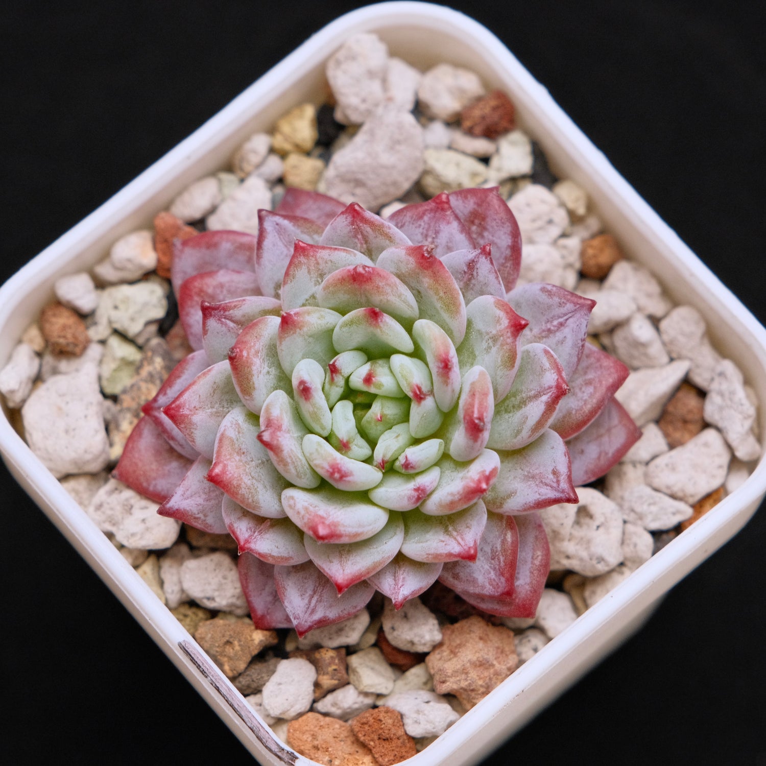 Echeveria Havisham&