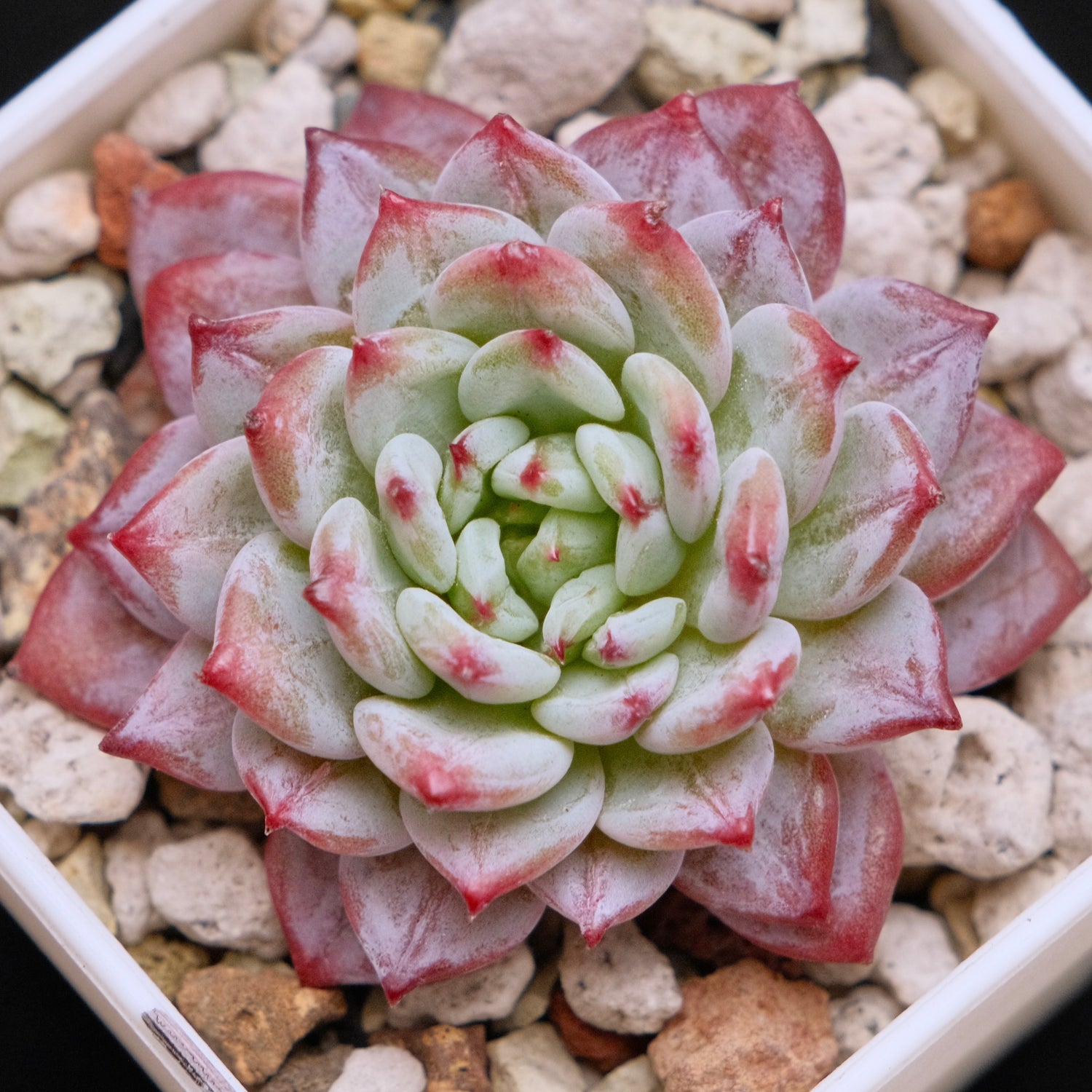 Echeveria Havisham&