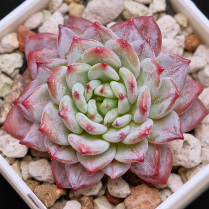 Echeveria Havisham&