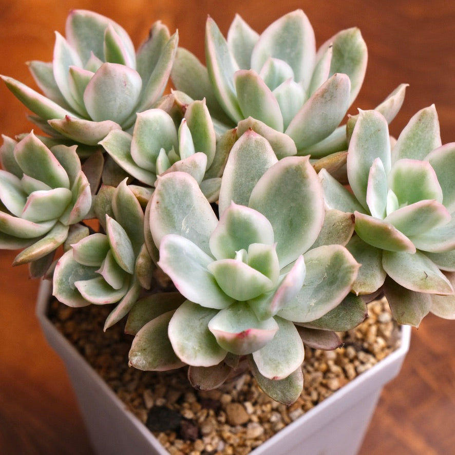 Variegated Echeveria Pink Vera Bonsai Korean Succulent Plant