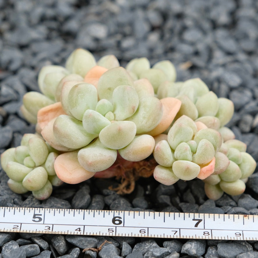 Graptosedum Bubble Gum Imported Succulent Plant