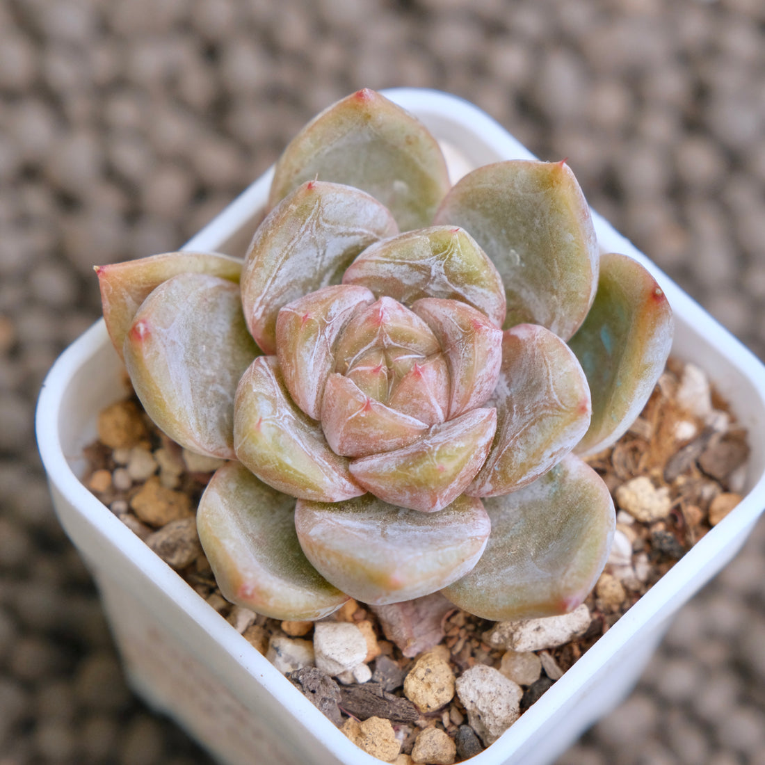 Echeveria Pink Tulip Korean Succulent Plant