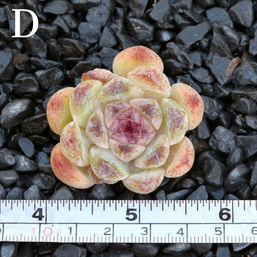 *New* Echeveria Black derenbergii D Korean Imported Succulent Plant