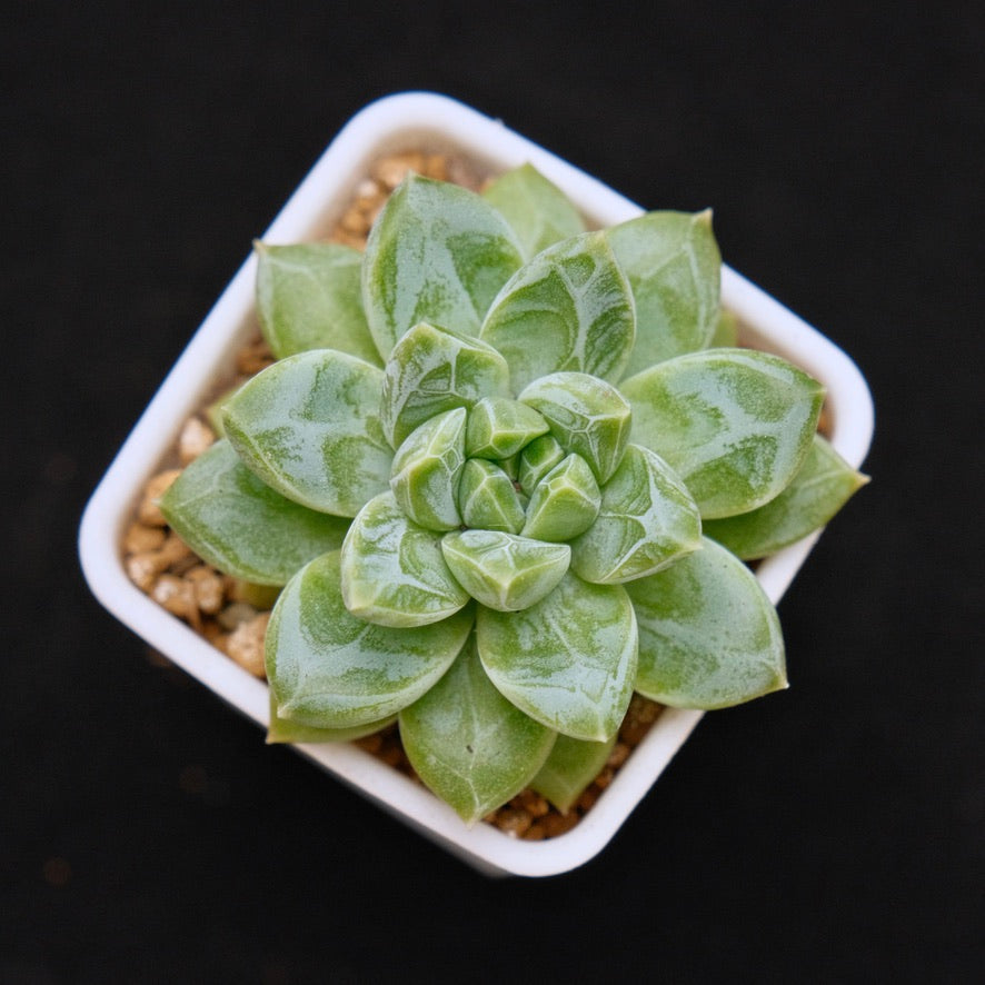 Pachyveria Genesis Korean Succulent Plant