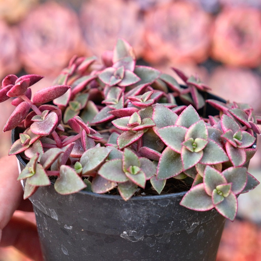 Variegated Crassula Calico Kitten Succulent Plant