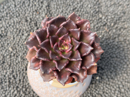 Echeveria Super Bowl Imported Succulent Plant