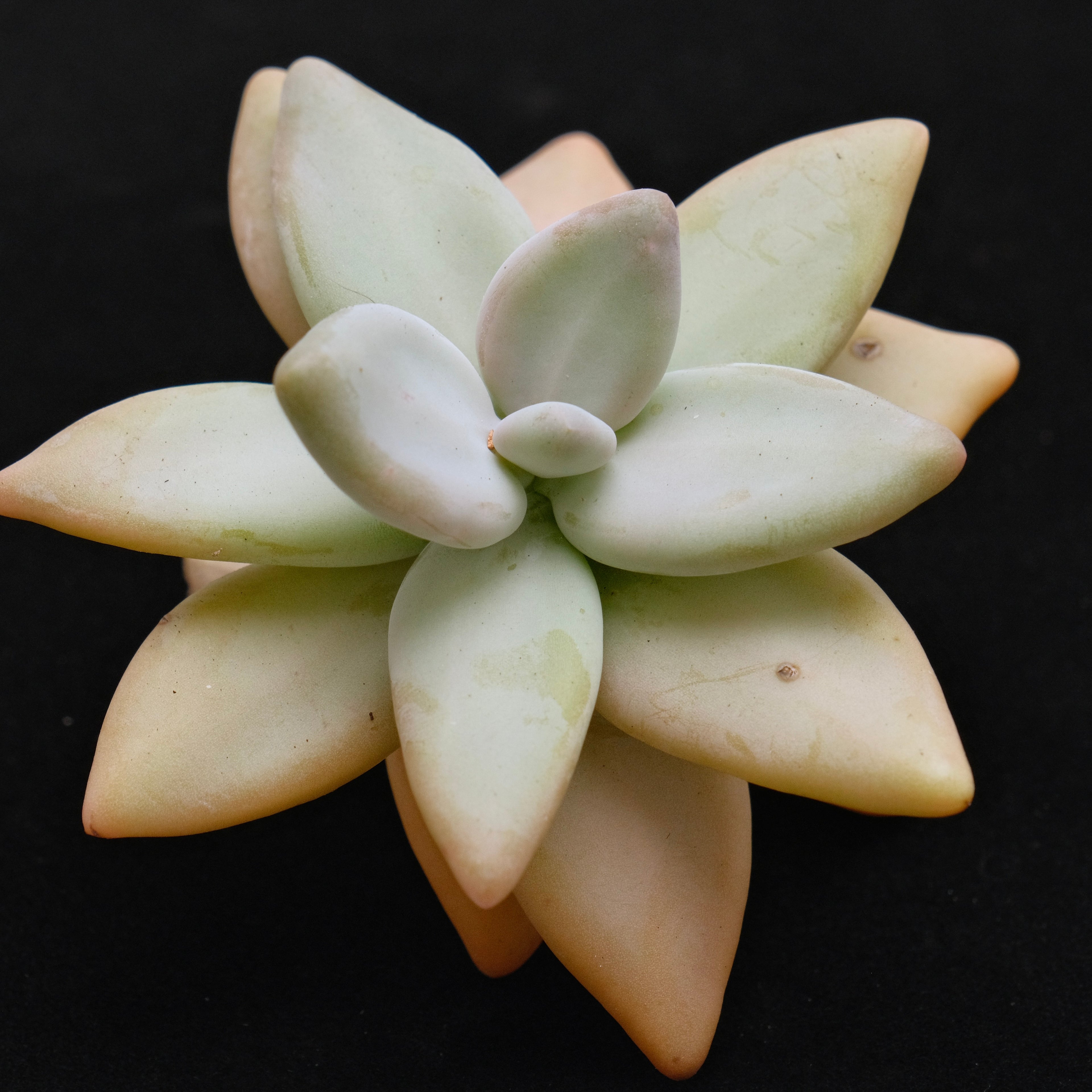 Large Pachyphytum werdermannii cutting Korean Succulent Plant