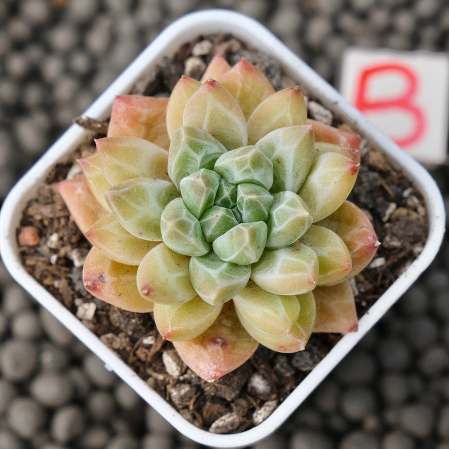 Pachyveria Unicorn Korean Succulent Plant Changhee Hybrid