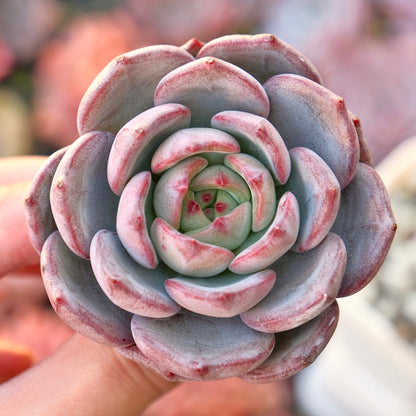 Echeveria Monet Korean Succulent Plant