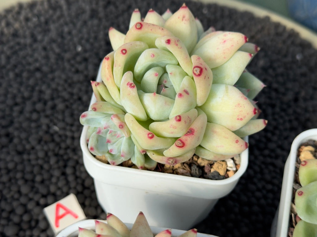 Echeveria Karla Imported Succulent Plant