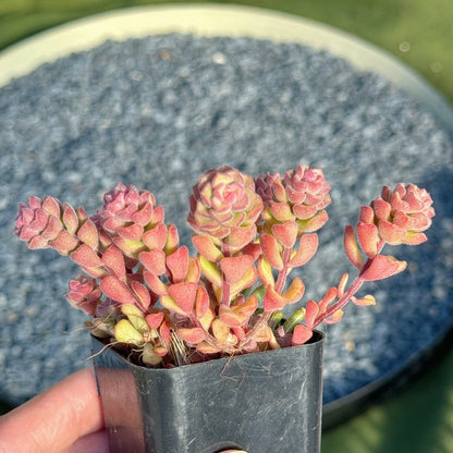 Sedum Versadense Succulent Plant