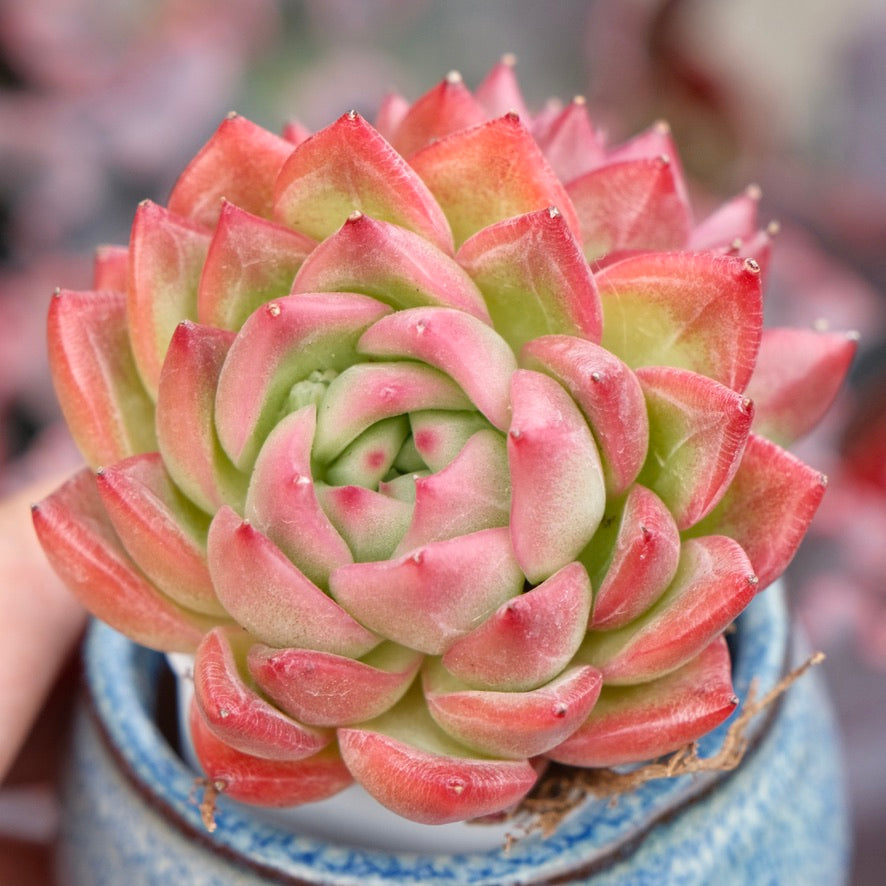 Echeveria Floriditi Imported Succulent Plant