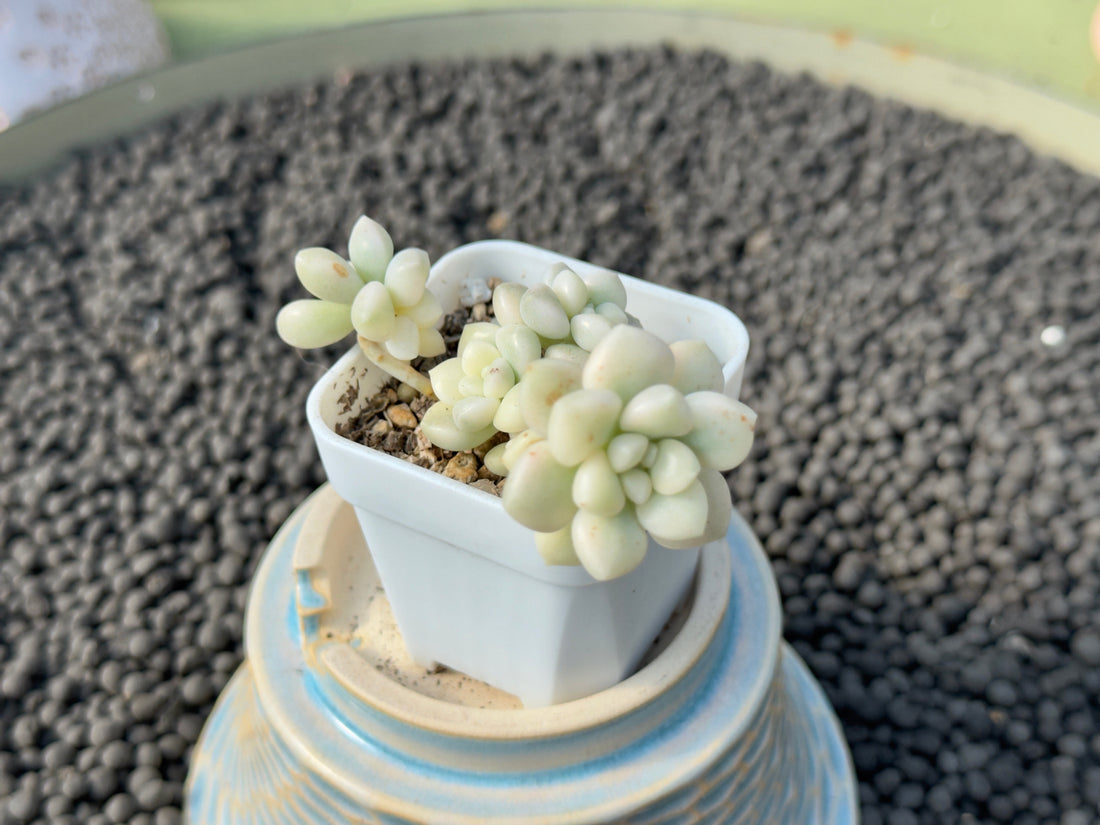 Variegated Graptopetalum Mendozae Korean Succulent Plant