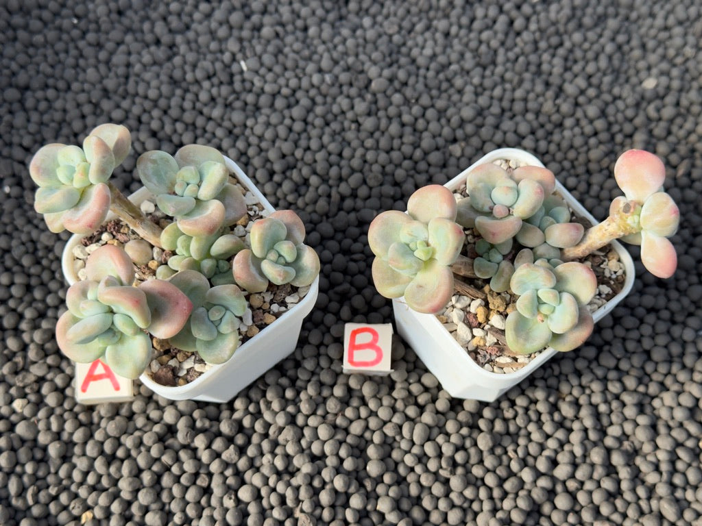 Graptosedum Miul Korean Succulent Plant