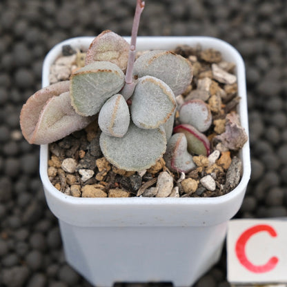 Adromischus Pink Snow Egg Imported Succulent Plant