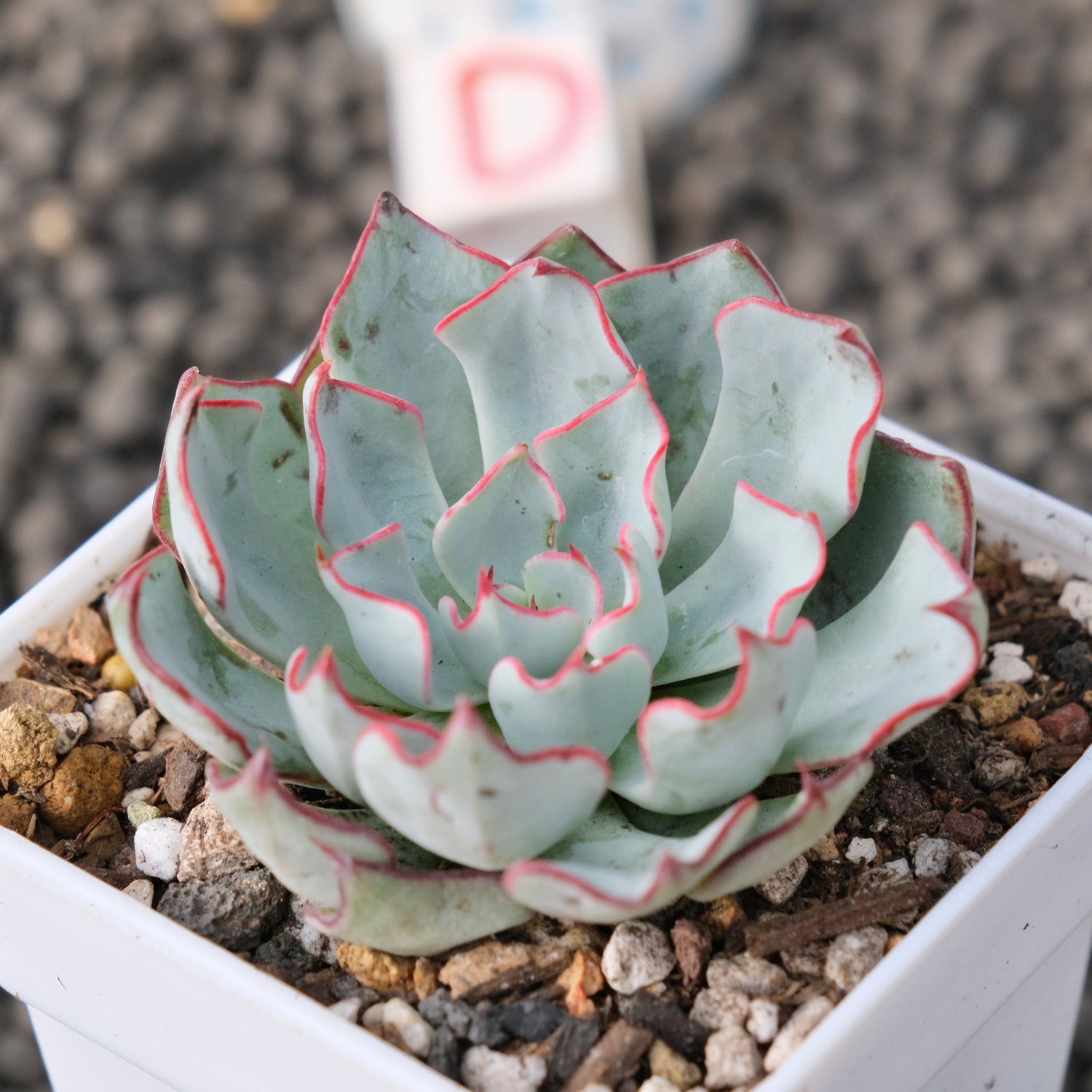 Echeveria Strictiflora Korean Succulent Plant