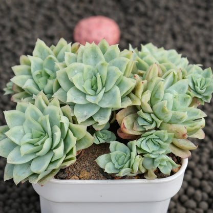 Monstrose Echeveria Rose Queen Korean Succulent Plant