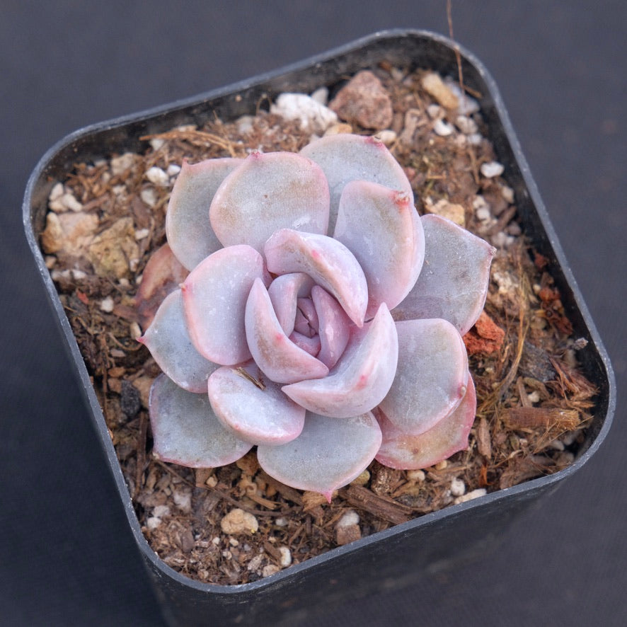 Echeveria Orion Succulent Plant