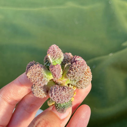 Adromischus herrei Korean Succulent Plant