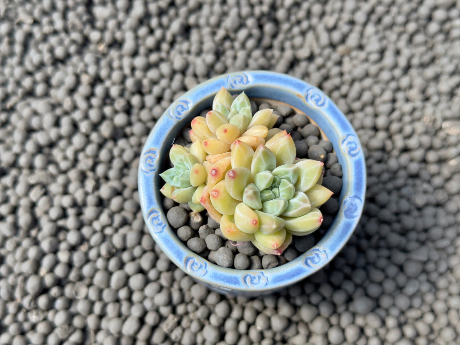 Pachyveria Unicorn cluster Korean Succulent Plant Changhee hybrid