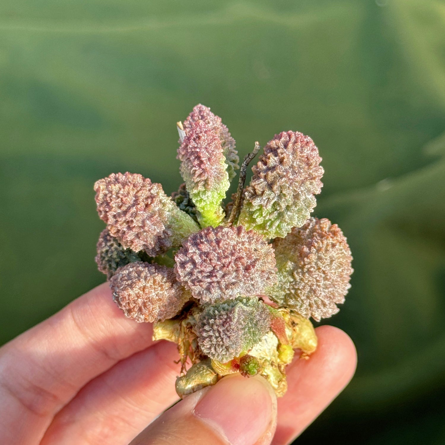 Adromischus herrei Korean Succulent Plant