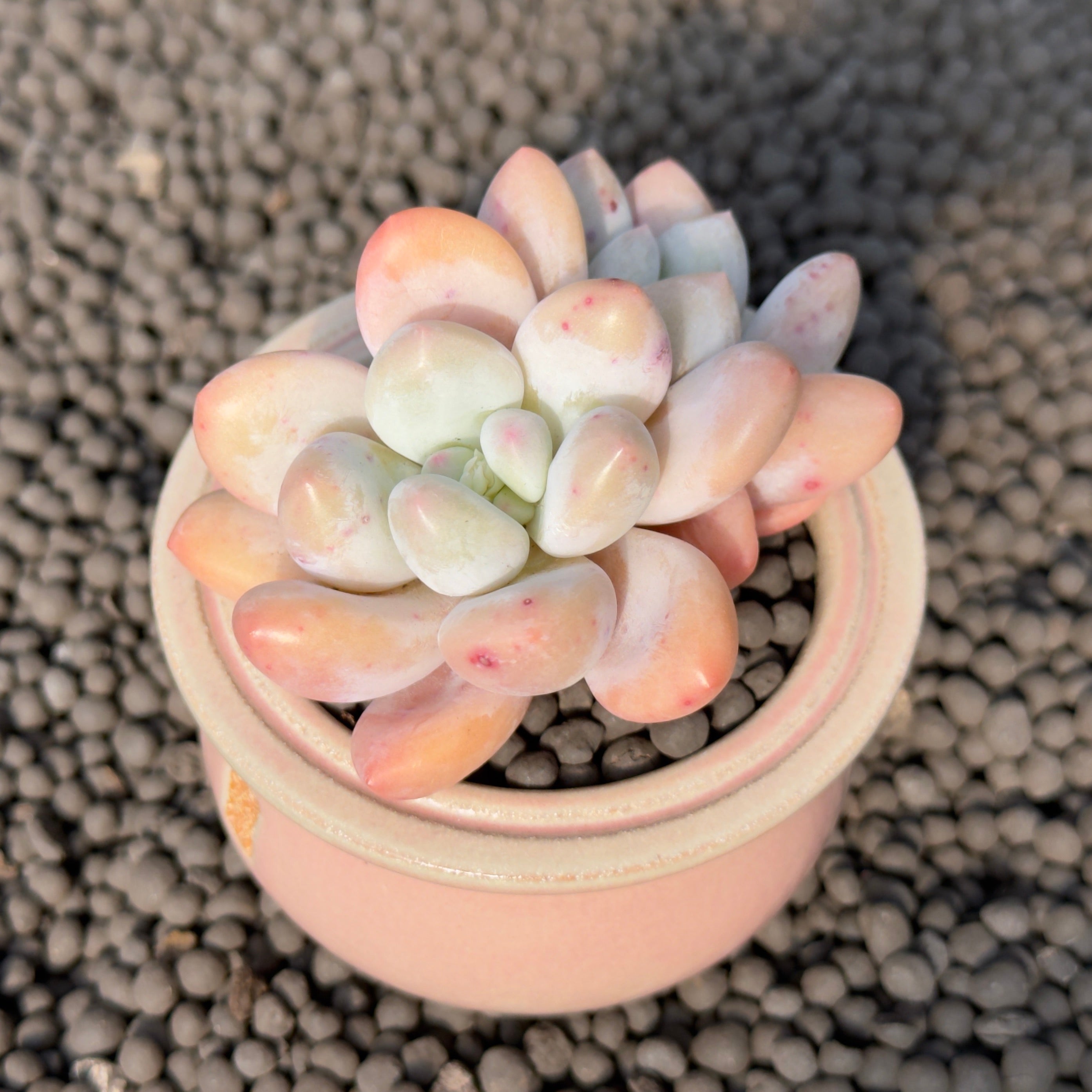 Double Pachyphytum Frevel Imported Succulent Plant