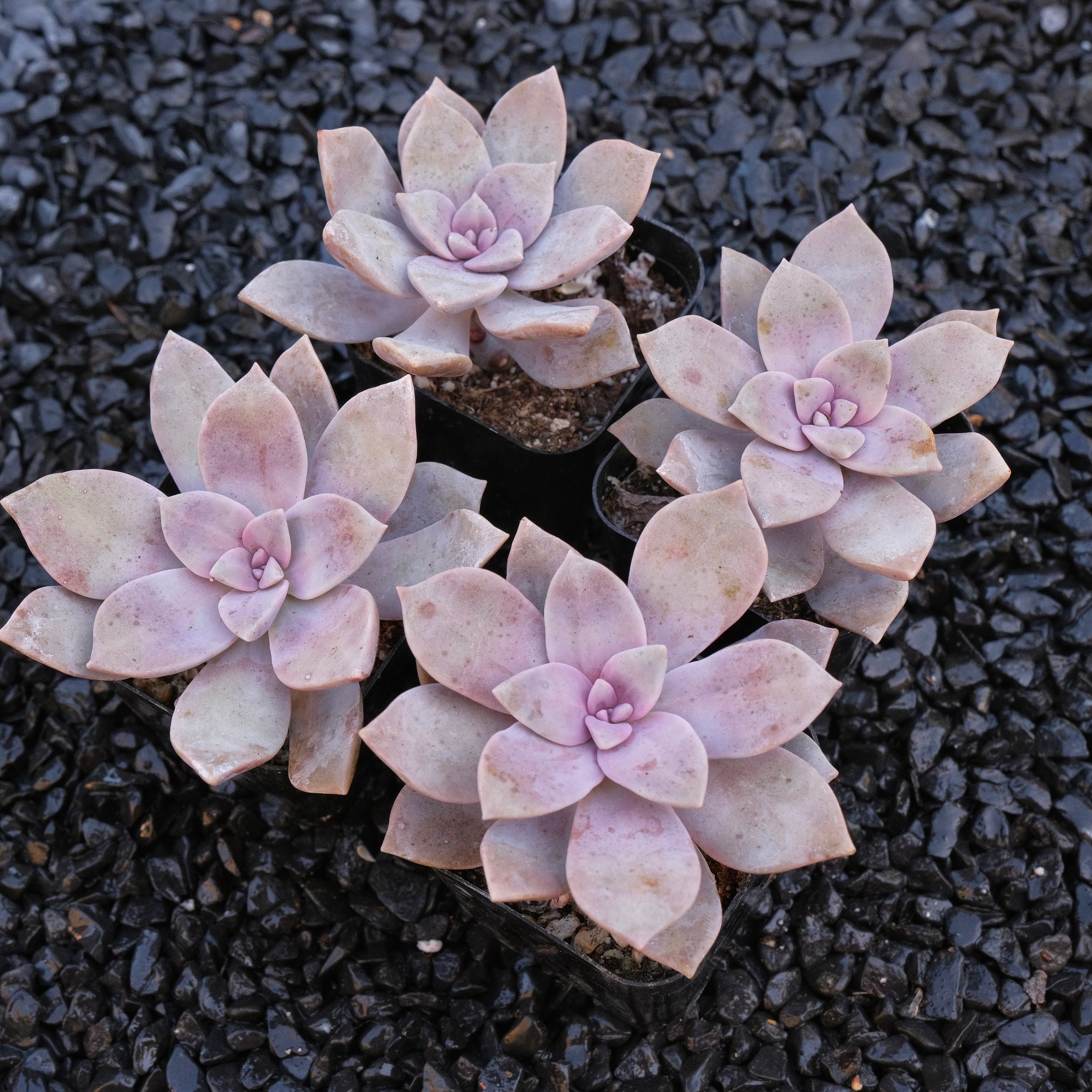 Graptopetalum Superbum Locally Grown Succulent Plant