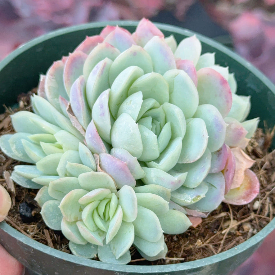 Echeveria elegans &