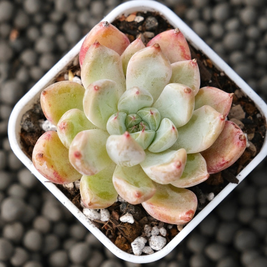 Echeveria Tosa Korean Succulent Plant Changhee Hybrid