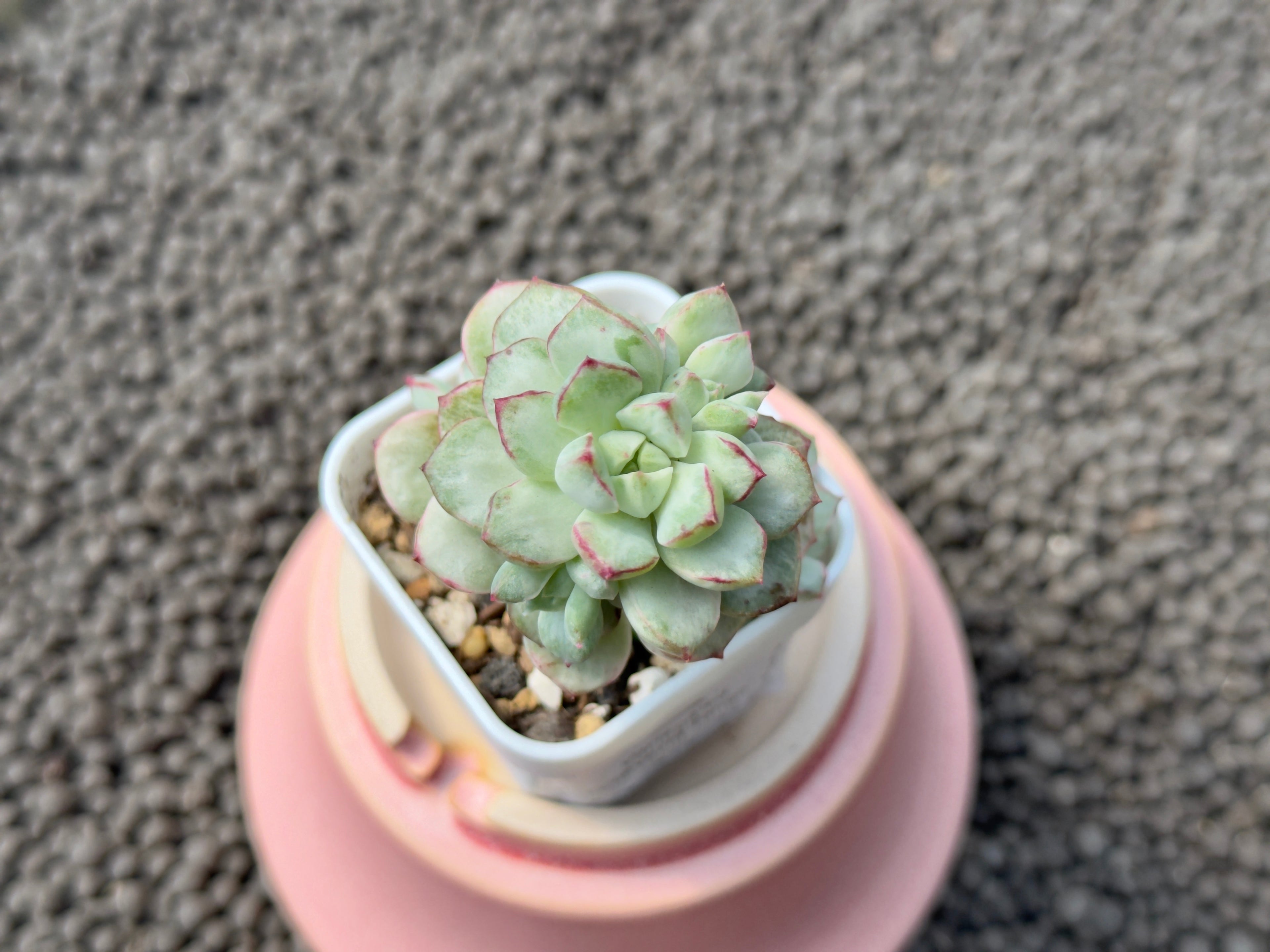 Echeveria Tango Variegated Korean Succulent Plant