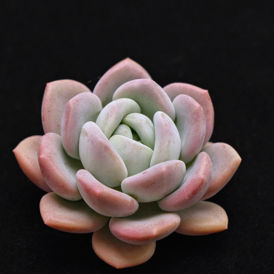 Pachyveria Ice Cream cutting Korean Succulent Plant