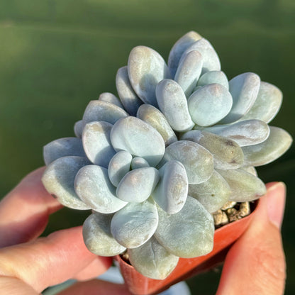 Pachyveria Moon Sherbet Korean Succulent Plant Air Magic hybrid