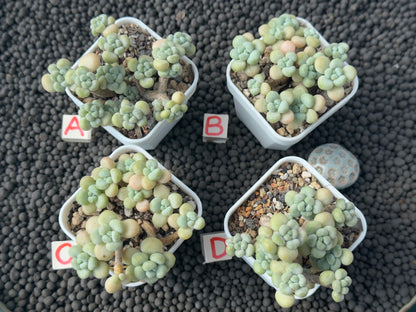 Graptosedum Rococo Imported Succulent Plant