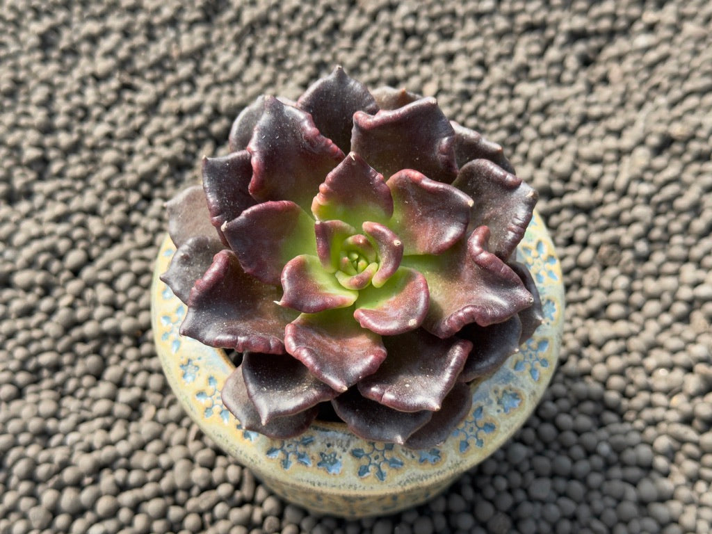 Echeveria Super Bowl Imported Succulent Plant