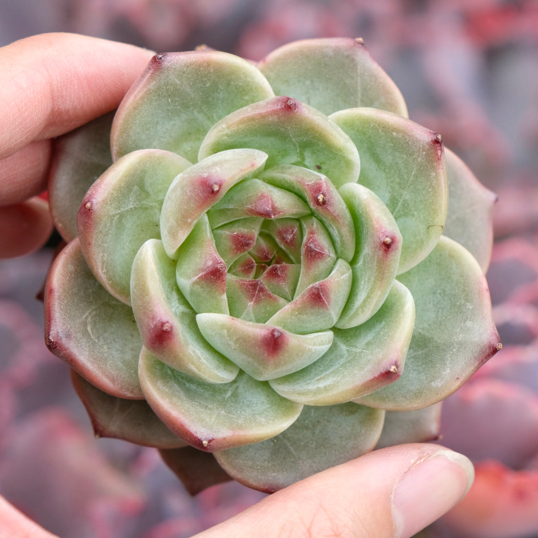 Echeveria Dark Dream