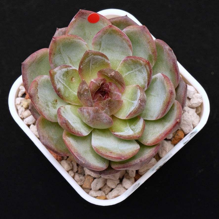 Big Echeveria Cherry Frappe Korean Succulent Plant