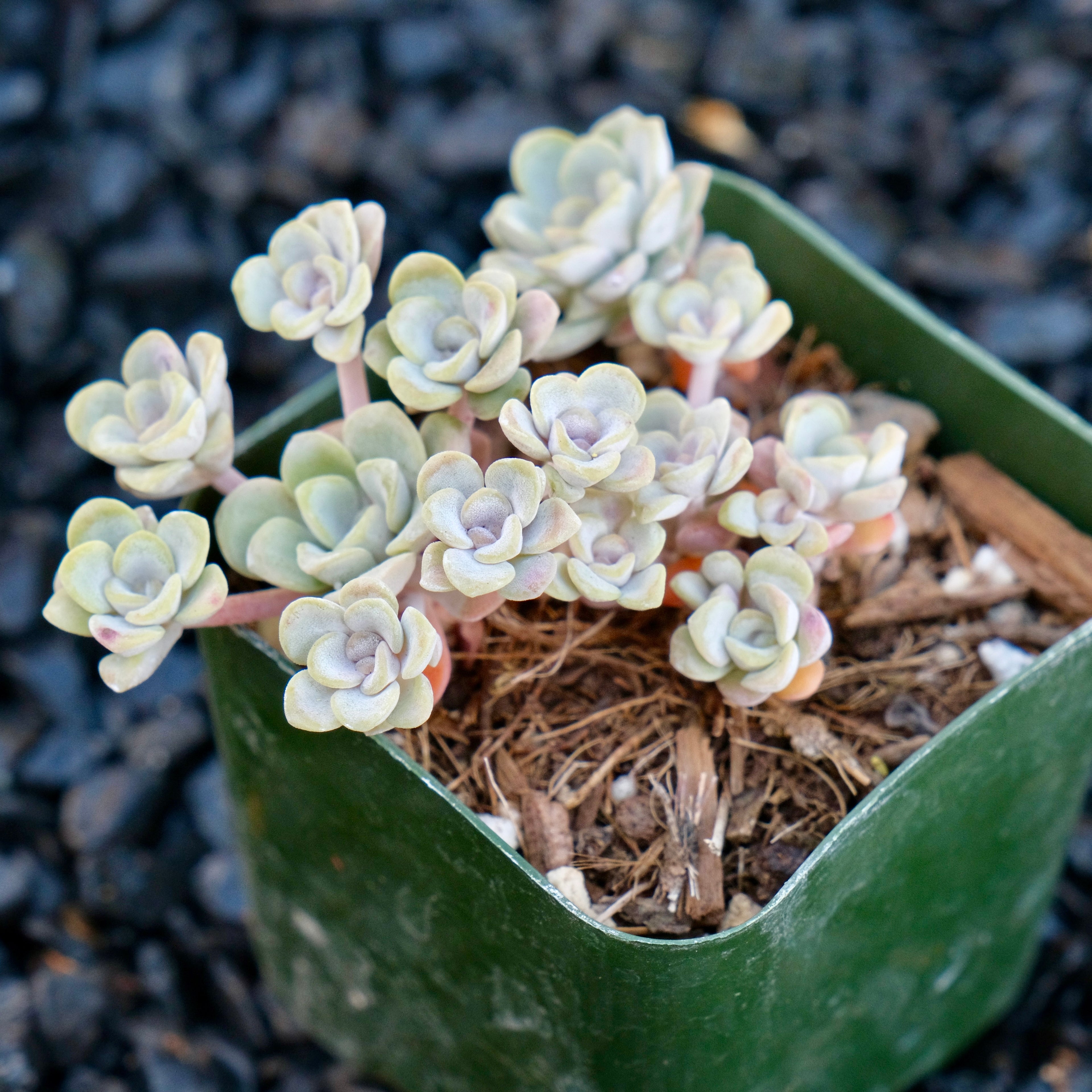 Sedum Cape Blanco Succulent Plant