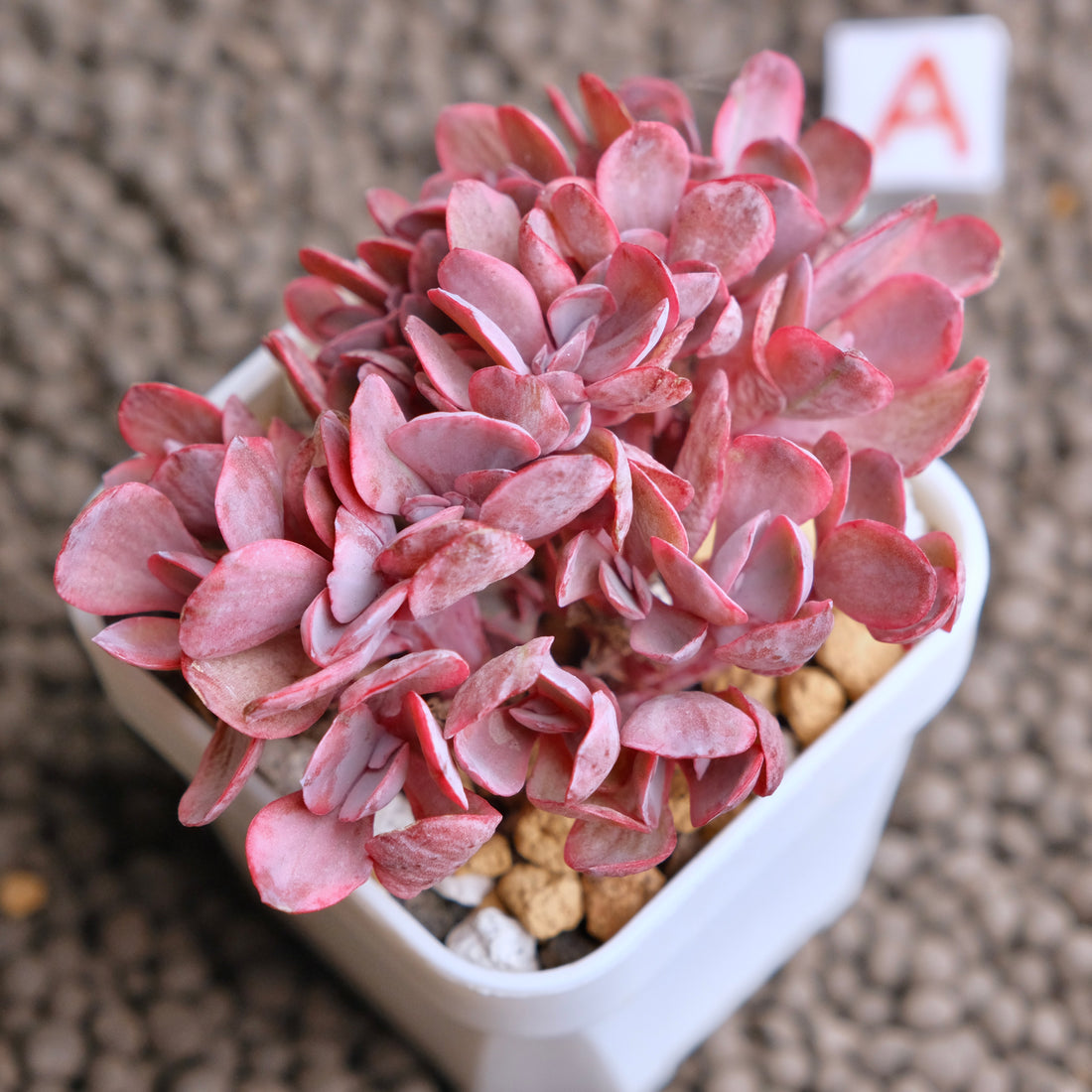 Crested Echeveria Angel Wings variegated Korean Succulent Plant - A