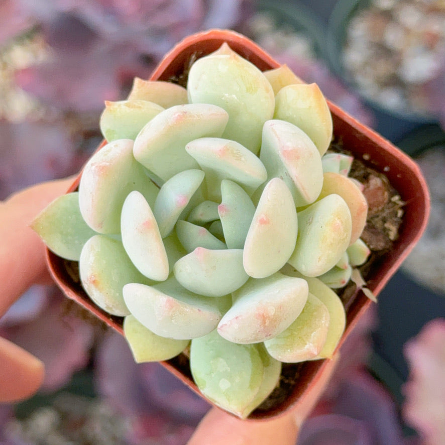 Graptoveria Moonglow Succulent Plant