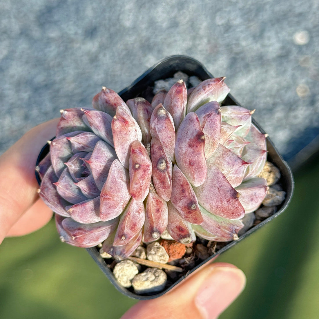 Echeveria Royal Star Korean Succulent Plant