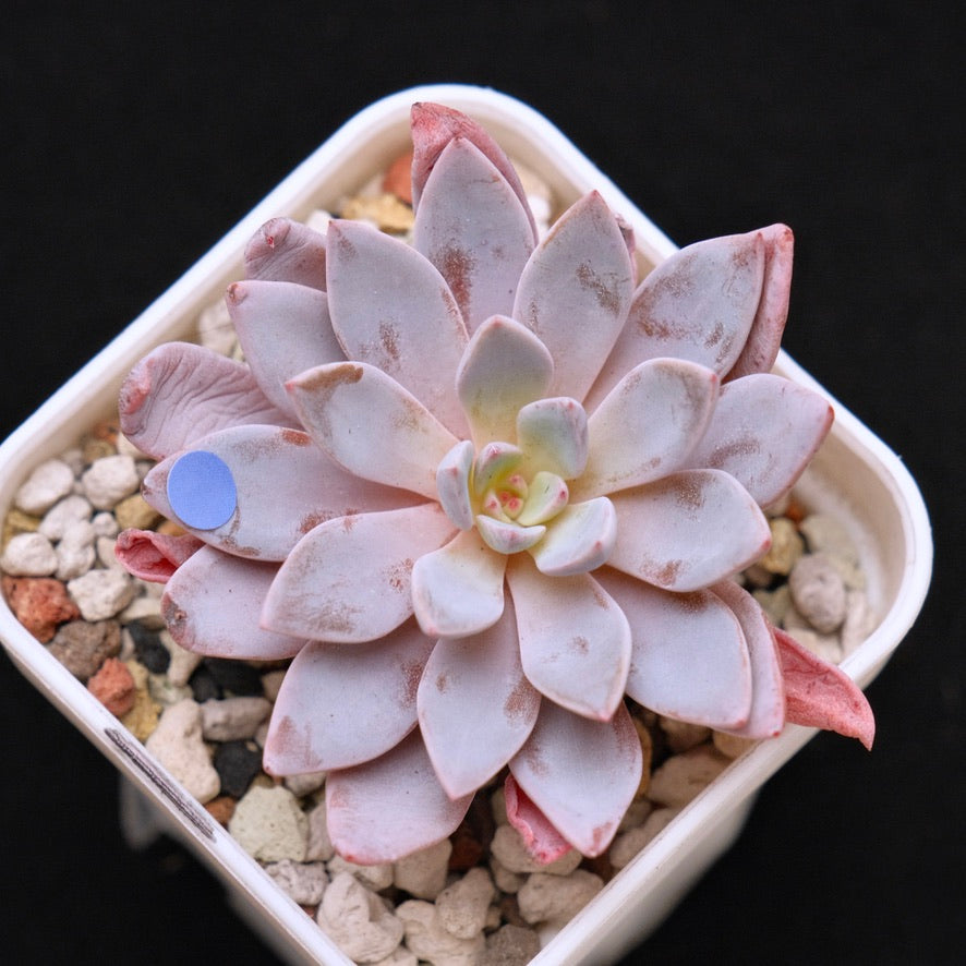 Graptoveria Lulu Korean Succulent Plant