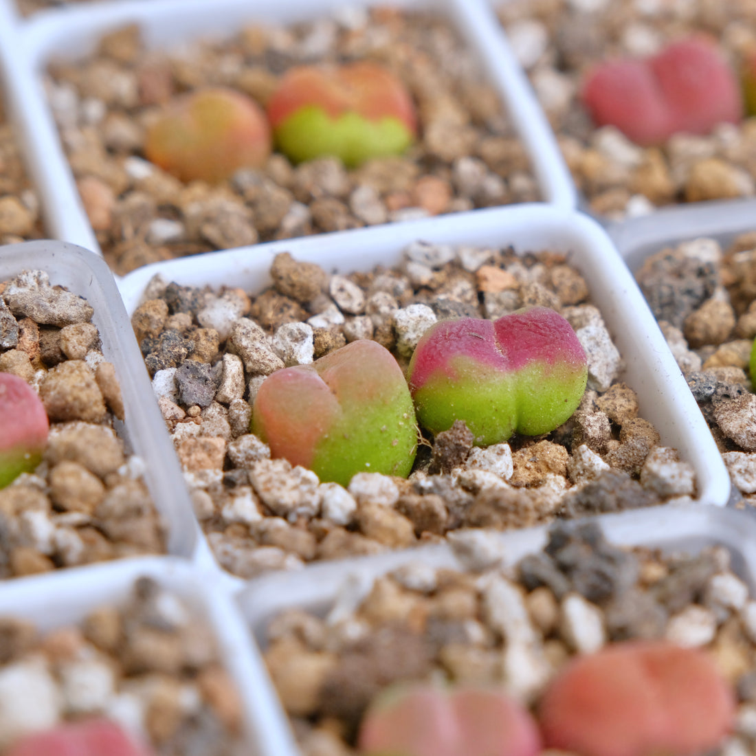 Conophytum maughanii (2 babies) Imported Succulent Plant