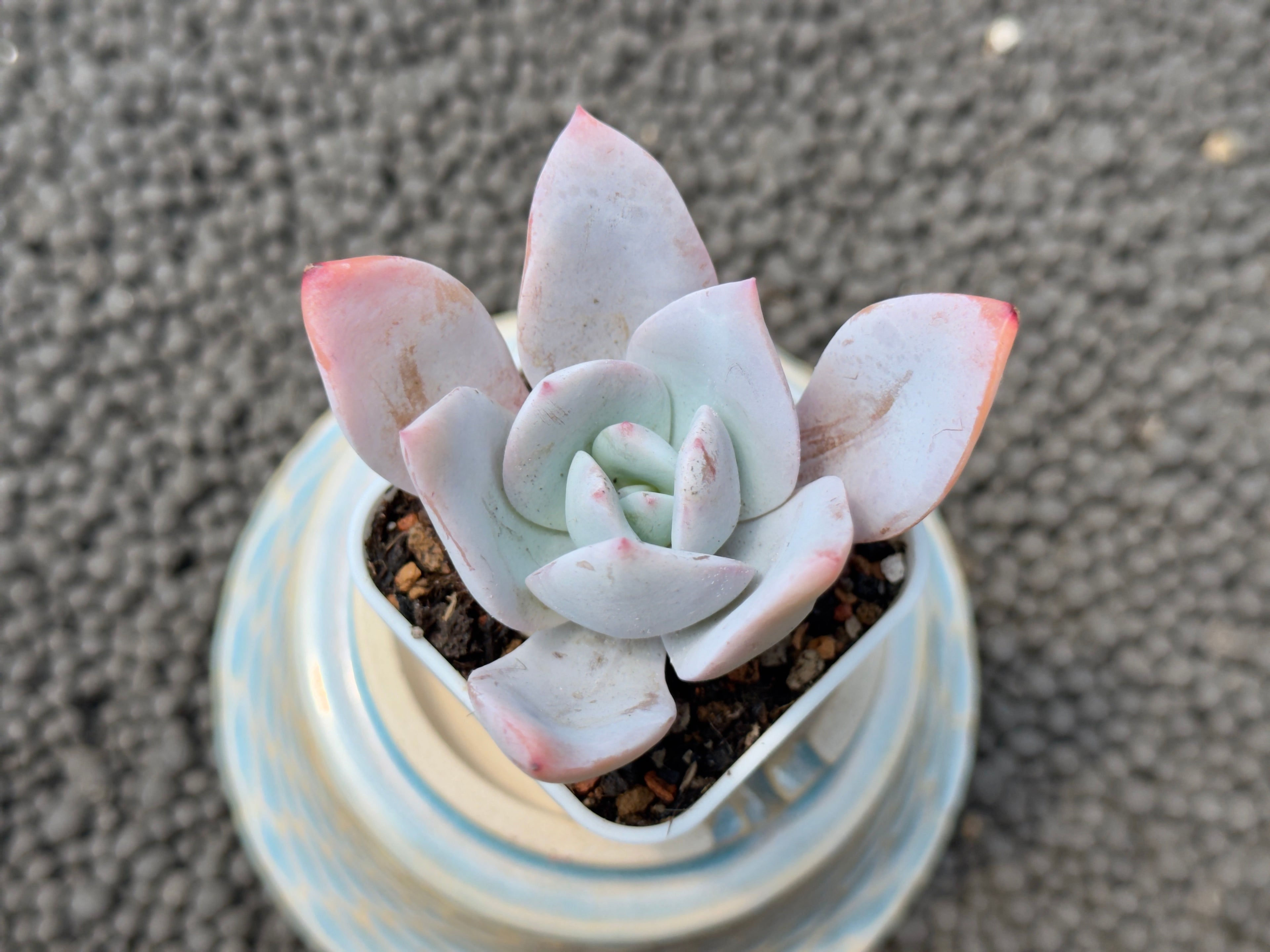 Echeveria White Lotus Imported Succulent Plant