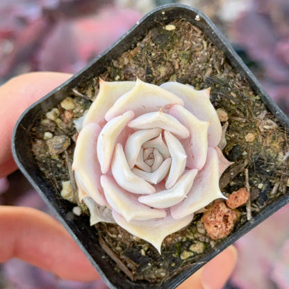 Echeveria Lilacina Succulent Plant