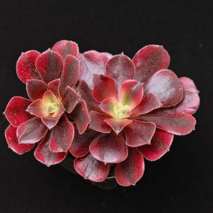 Aeonium Pink Witch Korean Succulent Plant