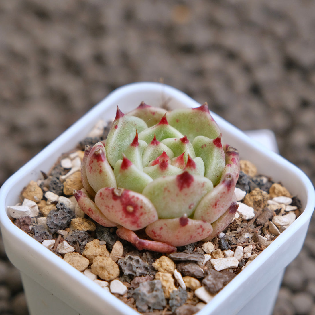 Echeveria Pink Sarahime Korean Succulent Plant - B