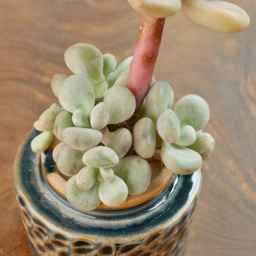 Graptoveria White Americano Korean Succulent Plant