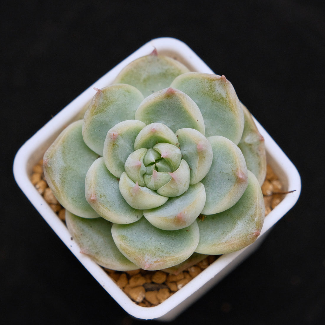 Echeveria hybrid Korean Succulent Plant